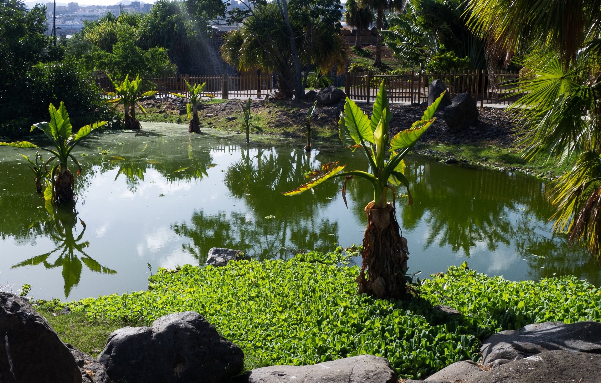 Palmetum Park Tenerife
