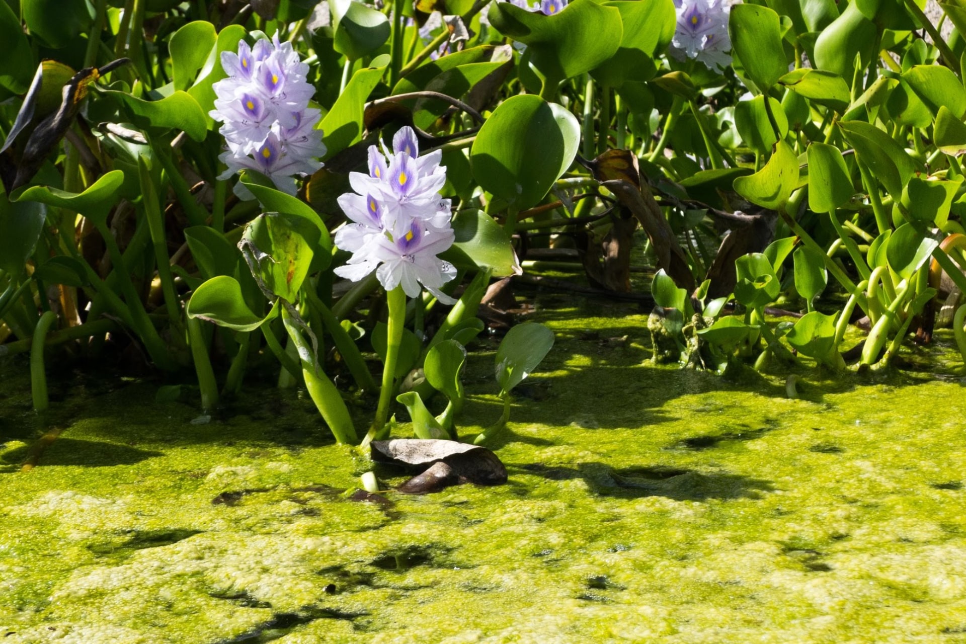 Descubre el exuberante oasis verde de Palmetum Park en Tenerife 